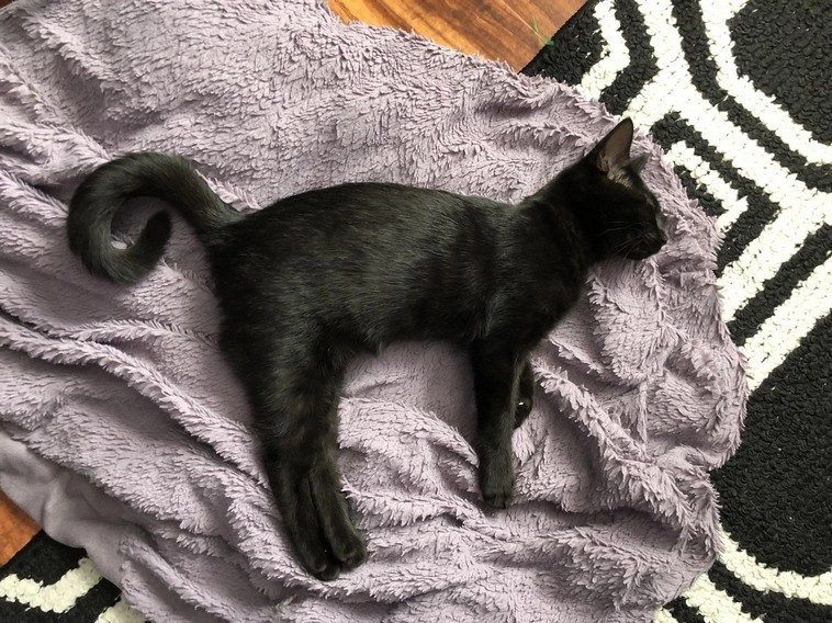 Черные-пречерные коты, которые докажут, что все суеверия про них — это вздор