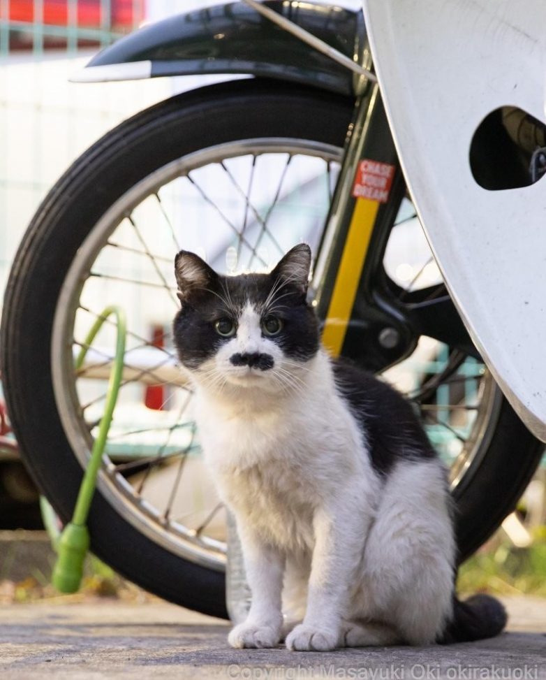 Мир уличных котов в объективе японского фотографа