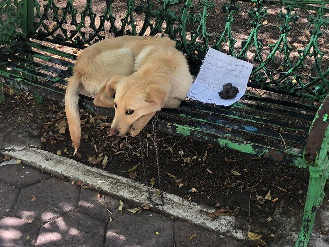 Хозяин бросил пса в парке, привязав его в скамейке. А рядом оставил записку...