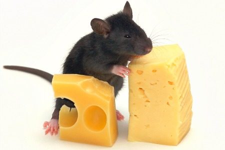 Приручение декоративной мышки