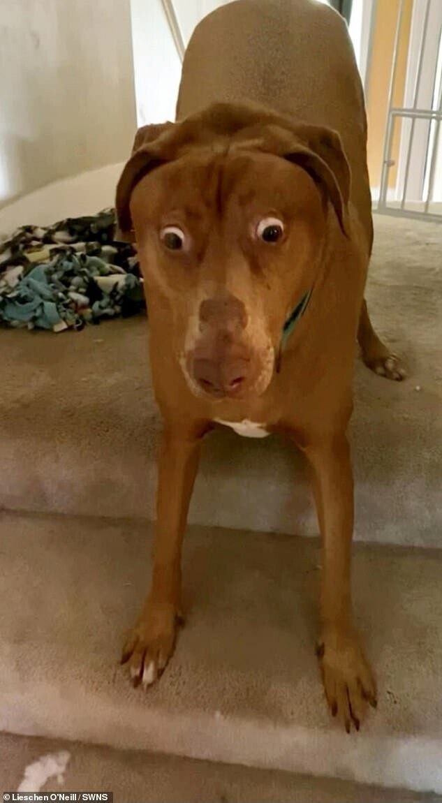 Собачка всегда выглядит удивлённой