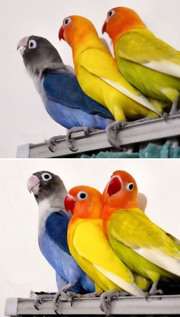 Фото с попугаями, которые доказывают - с ними не соскучишься