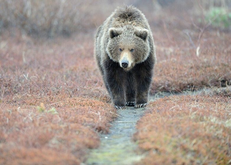 Почему на Камчатке живут самые общительные в мире медведи