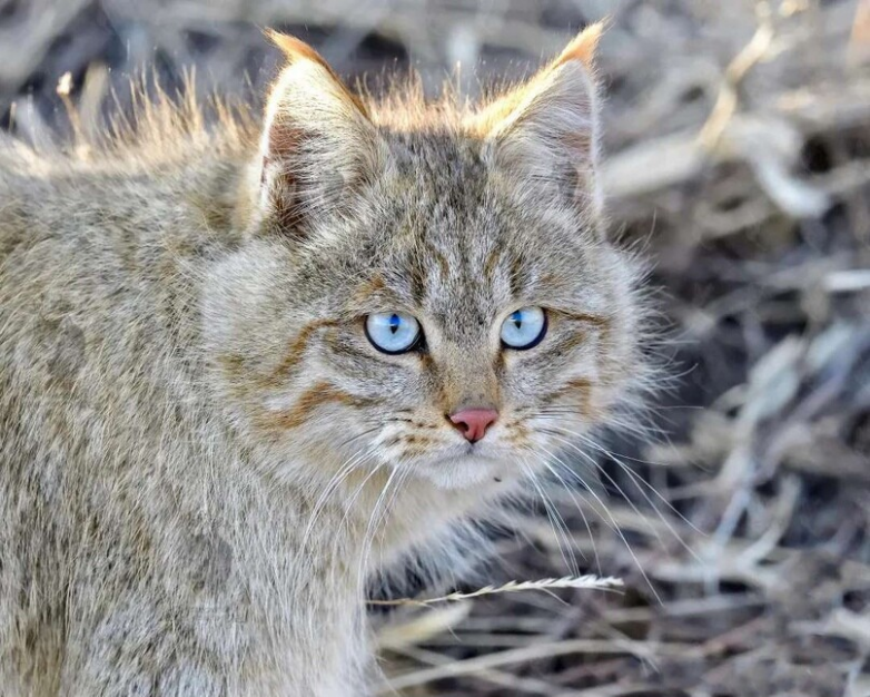 Кот мав. Китайская кошка Гобийская серая кошка. Китайская Горная кошка (Гобийская серая). Гобийская серая кошка (Felis bieti). Китайская кошка (Felis bieti.