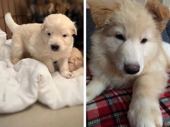 Фотографии, которые покажут, как быстро пухленькие щеночки превращаются во взрослых собак