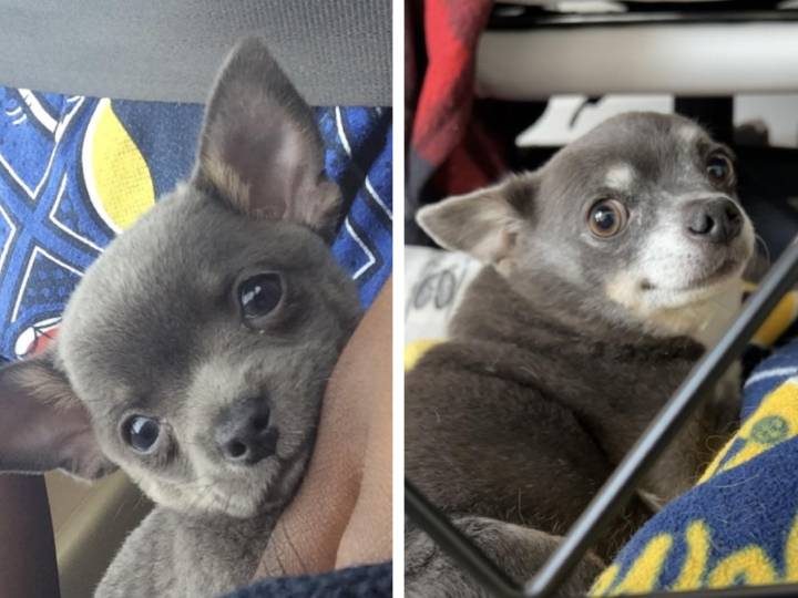 Фотографии, которые покажут, как быстро пухленькие щеночки превращаются во взрослых собак