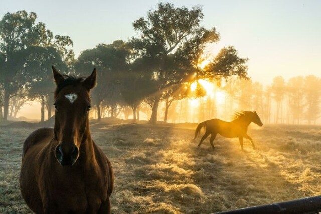 Снимки, запечатлевшие лошадей во всей красе