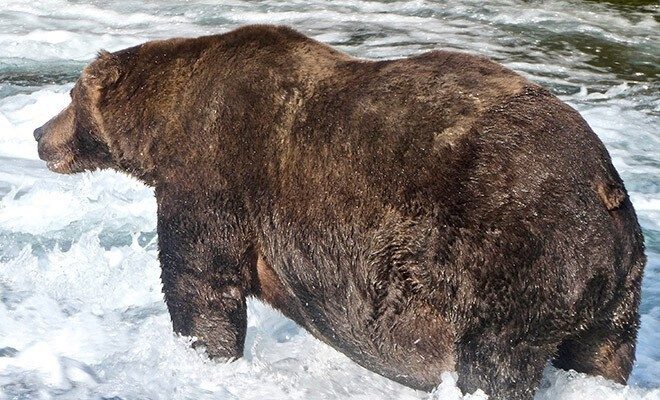 Конкурс на самого толстенького медведя