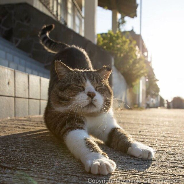 Японские уличные кошки в новых забавных и милых фотографиях Масаюки Оки