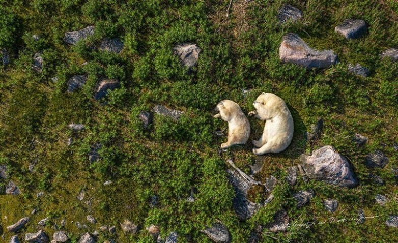 Игривые фотографии белых медведей