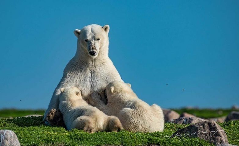 Игривые фотографии белых медведей