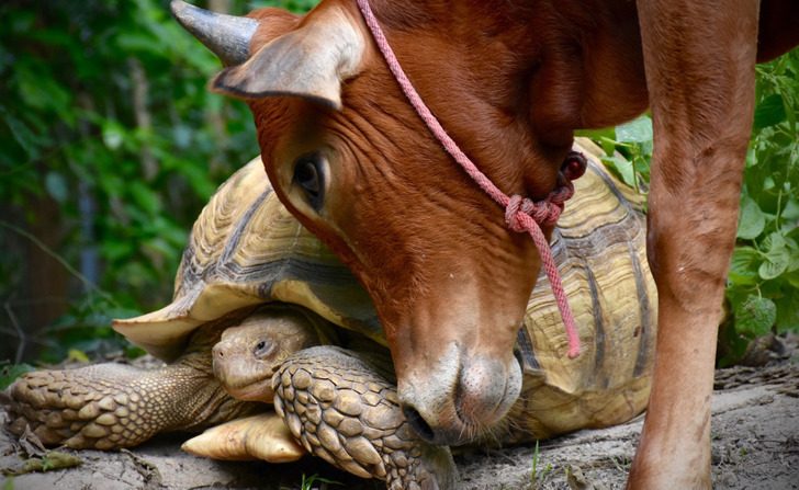 Как теленок Саймон и черепаха Леонардо стали лучшими друзьями