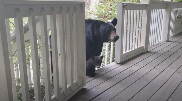 Медведица привела показать своих медвежат человеку, с которым дружит годами