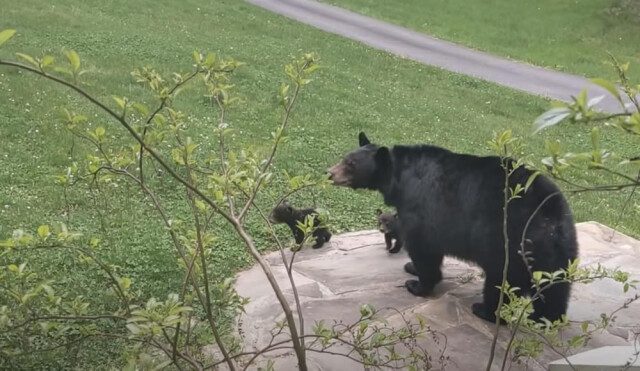 Медведица привела показать своих медвежат человеку, с которым дружит годами