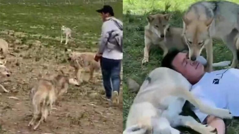 В Китае работник заповедника стал лучшим другом волков