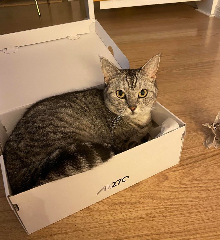 Подтверждения, что если в доме появится пустая картонная коробка, то котик обязательно в нее залезет
