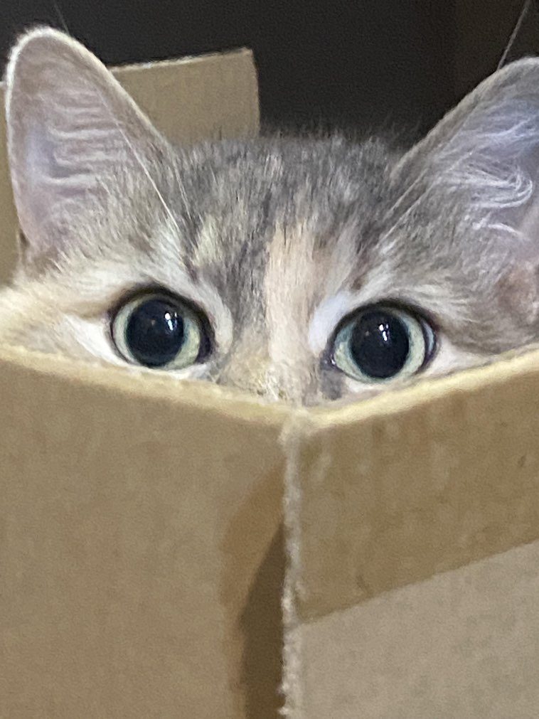 Подтверждения, что если в доме появится пустая картонная коробка, то котик обязательно в нее залезет
