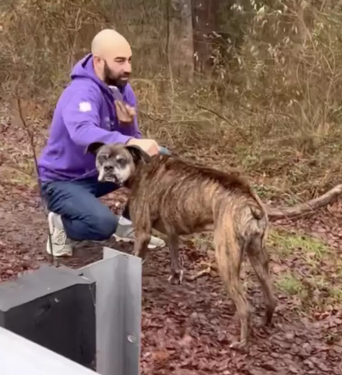 Пропавший пес нашел хозяина на шоссе через два дня