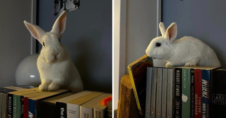 Кролики — это не только милые одуваны, но и настоящие хулиганы