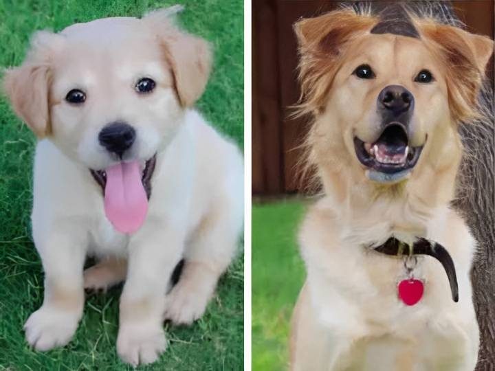 Фото, на которых хорошо видно, как неуклюжие щеночки превращаются во взрослых собак