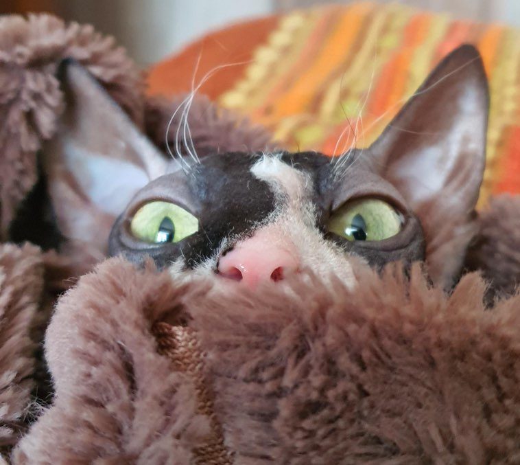 Котики-сфинксы, чья необычайная внешность наводит на мысли о их внеземном происхождении