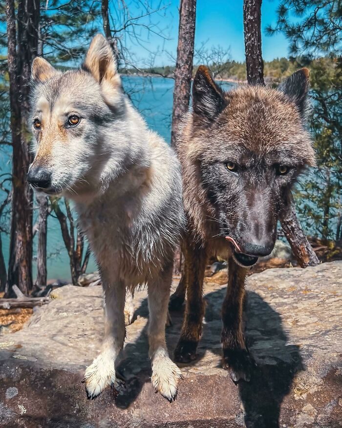 Собаки, похожие на волков, которые выглядят так, словно их владельцам удалось приручить дикого зверя