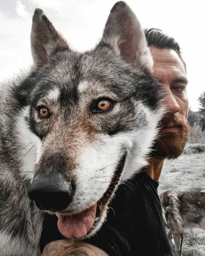 Собаки, похожие на волков, которые выглядят так, словно их владельцам удалось приручить дикого зверя