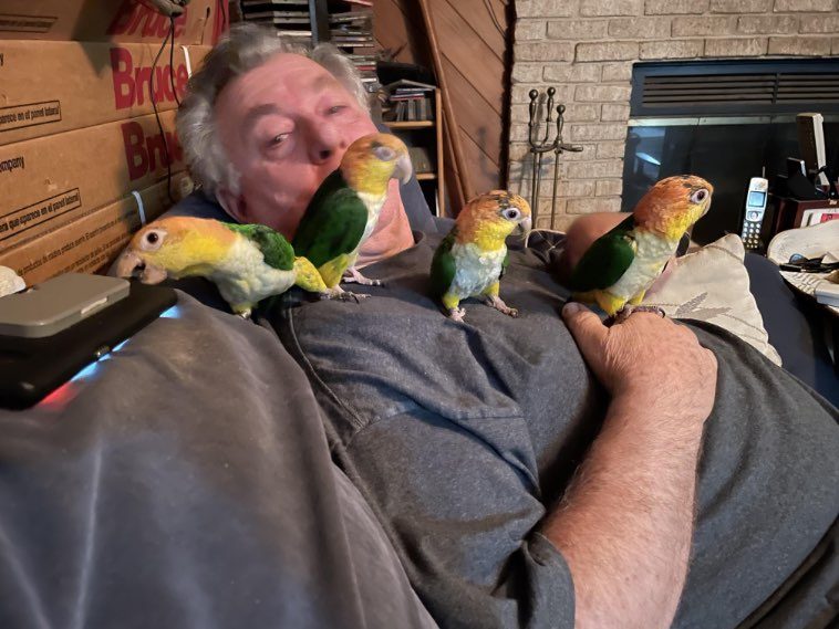 Люди, у которых дома живет попугай, решили показать, как выглядит их житие-бытие с пернатым питомцем