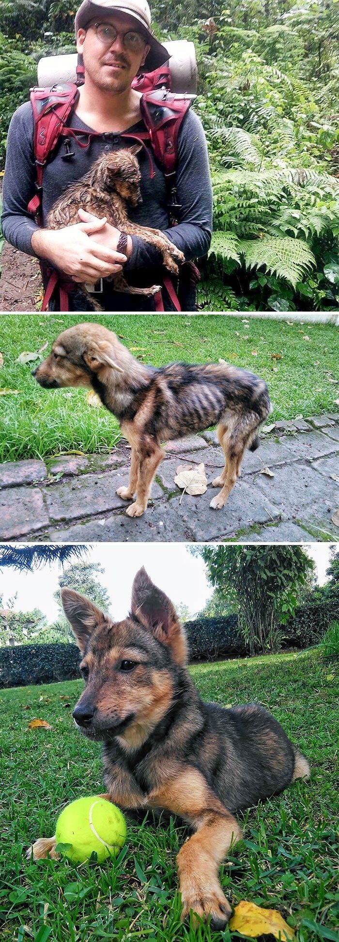 30 трогательных фото спасённых с улицы собак