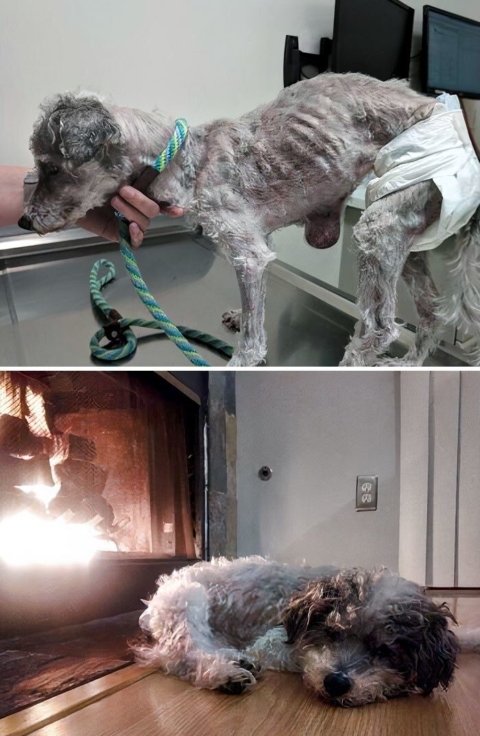 30 трогательных фото спасённых с улицы собак