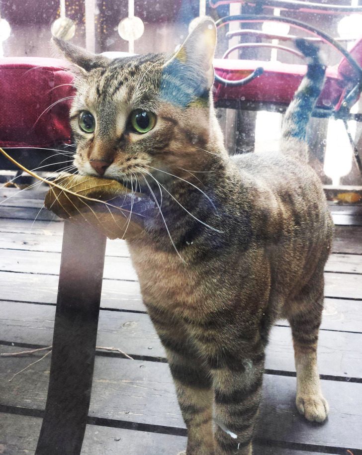 Уличный кот каждый день приносит в магазин листик, чтобы обменять его на рыбку