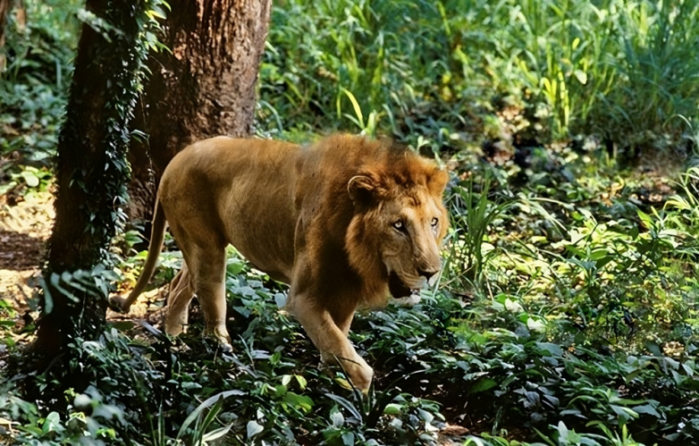 Азиатский лев: единственный лев, который может встретиться с тигром в дикой природе!