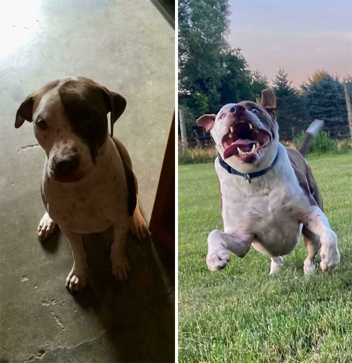 Фото преобразившихся собак до и после спасения, которым подарили шанс на новую жизнь