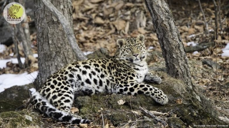 Дальневосточному леопарду больше не угрожает исчезновение