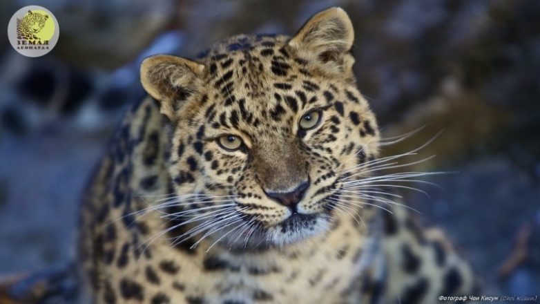 Дальневосточному леопарду больше не угрожает исчезновение