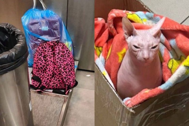 Хозяева бросили лысую кошку в аэропорту, потому что им отказали в перевозке