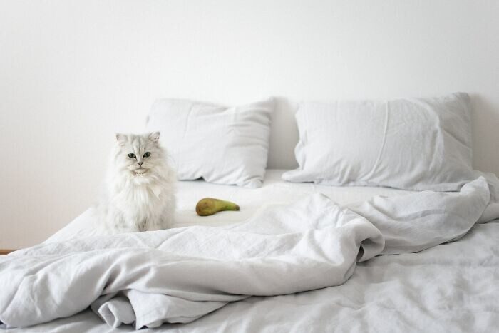 30 правил, которые коты устанавливают в доме