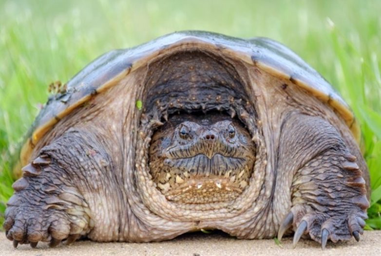 Каймановая черепаха – милаха, которая может не утруждать себя дыханием по полгода