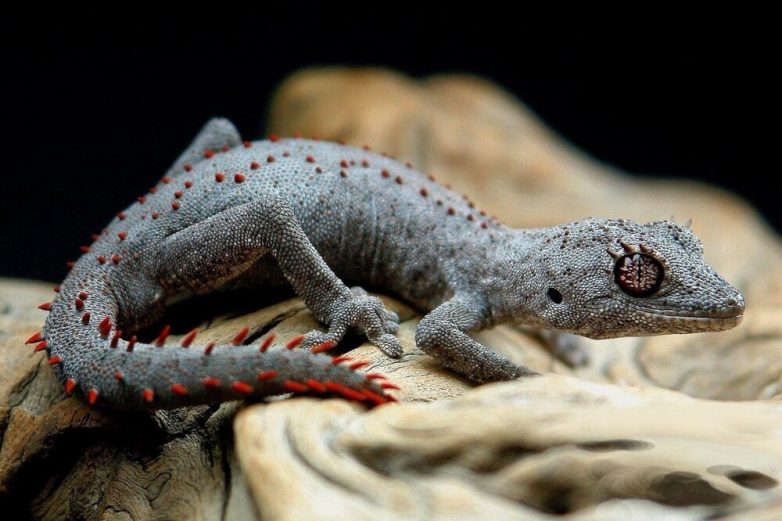 В Австралии нашли новый вид гекконов с космическими глазами