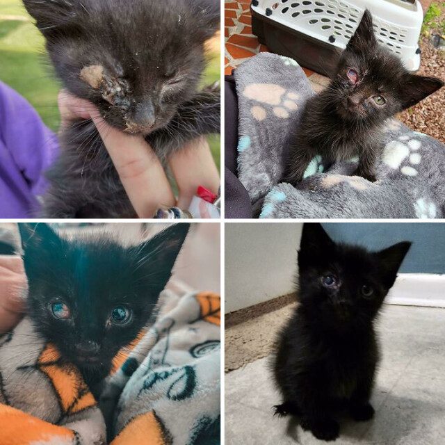 Фотографии спасённых кошек до и после того, как они обрели дом и любящих хозяев