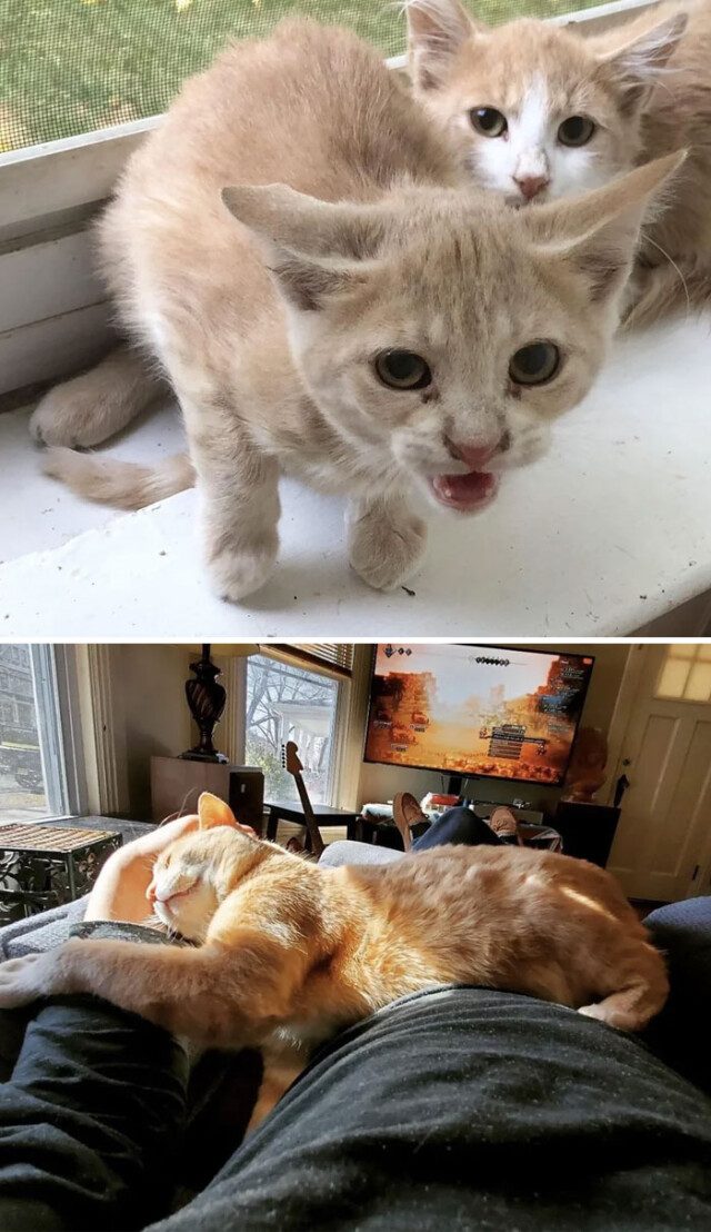 Фотографии спасённых кошек до и после того, как они обрели дом и любящих хозяев