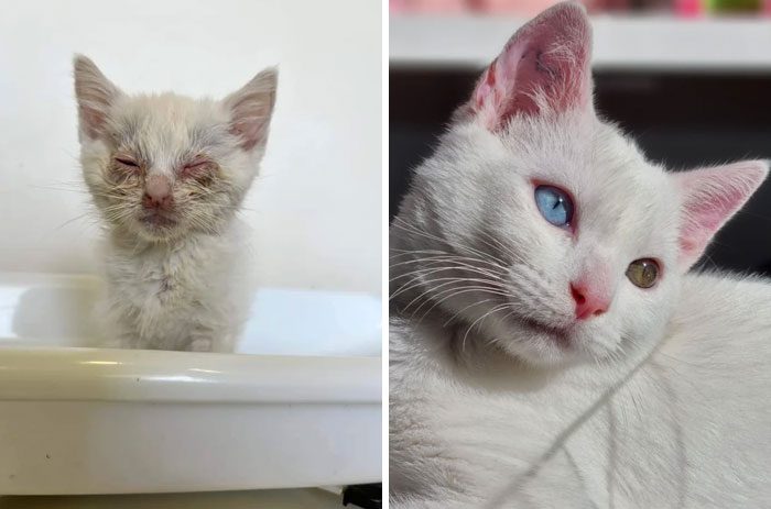 Котейки до и после спасения, чьи преображения доказали, что любовь и забота могут изменить всё