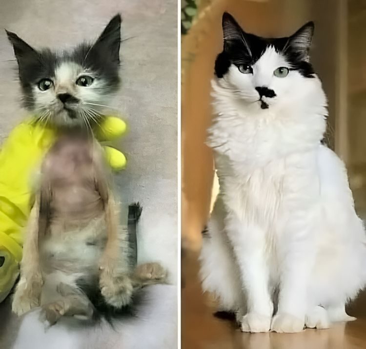 Котейки до и после спасения, чьи преображения доказали, что любовь и забота могут изменить всё