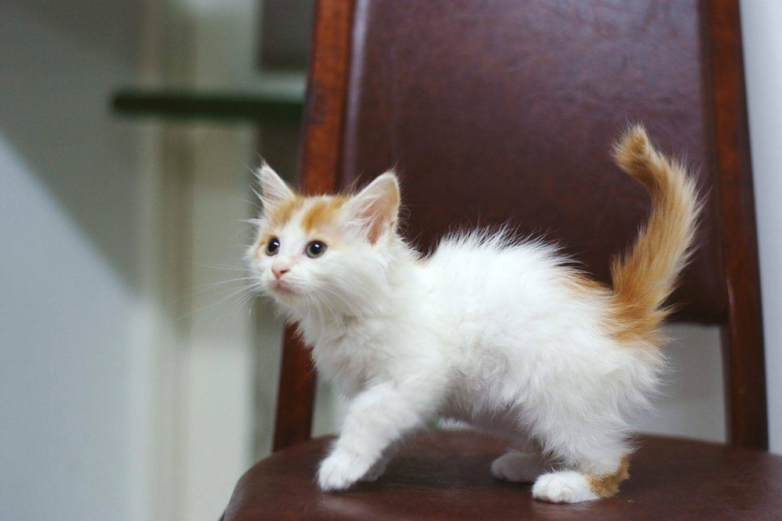 Турецкий ван: очаровательные коты, которых любят во всём мире