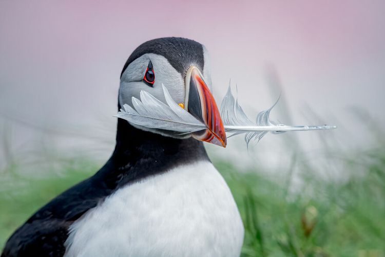 Великолепные природные фото, ставших победителями конкурса Big Picture Natural World 2023