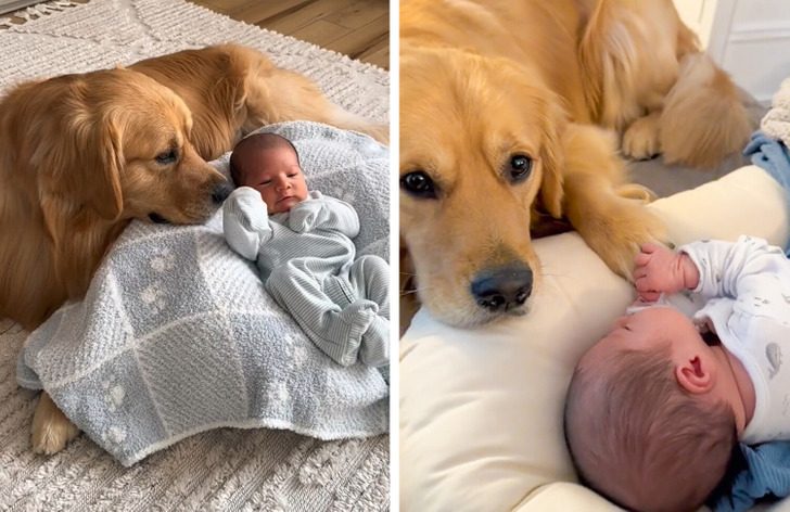 Семья всю беременность готовила пса к появлению ребенка