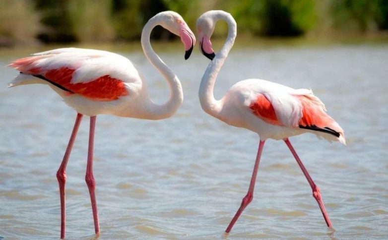Интересные факты про фламинго