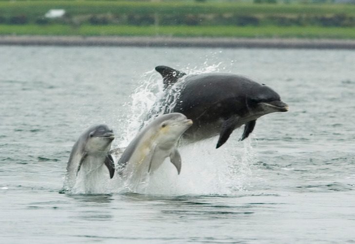 Выяснилось, что дельфины лепечут со своими детенышами точно так же, как люди с младенцами