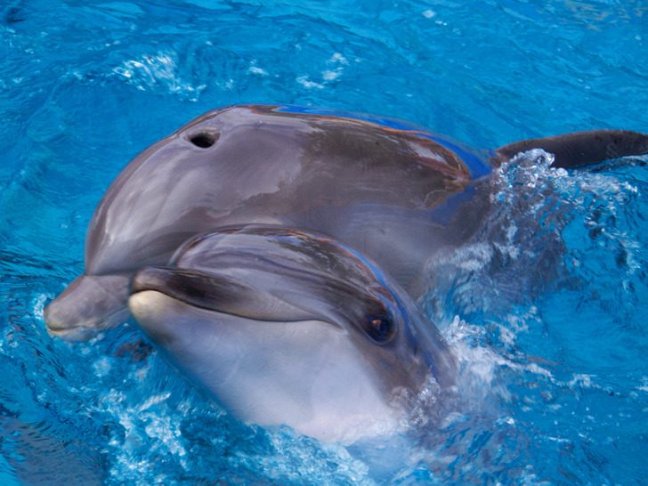 Выяснилось, что дельфины лепечут со своими детенышами точно так же, как люди с младенцами