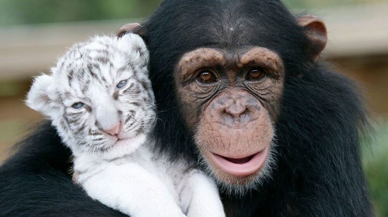 Невероятные примеры дружбы животных
